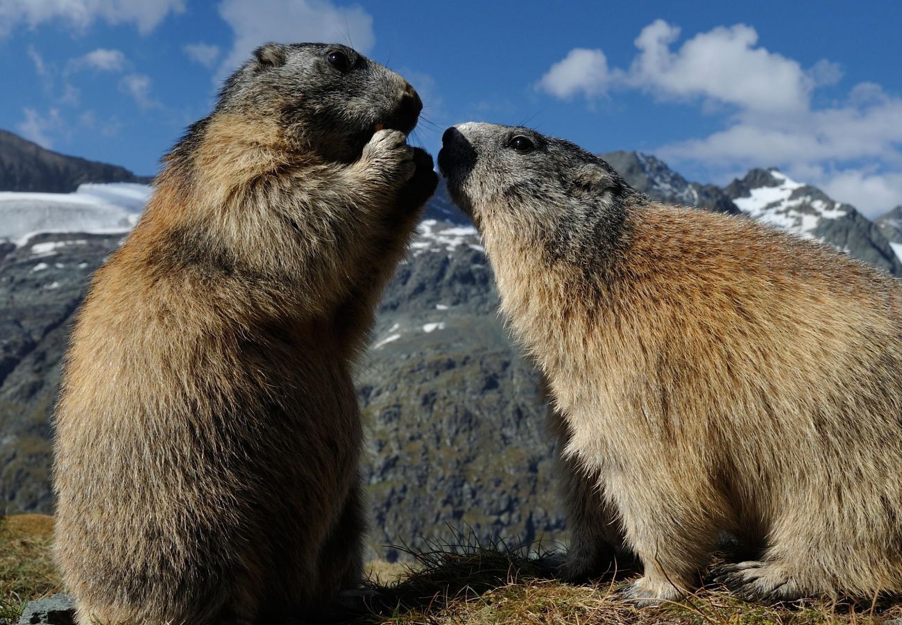 Studio à Annecy - Marmotte vieille ville romantique